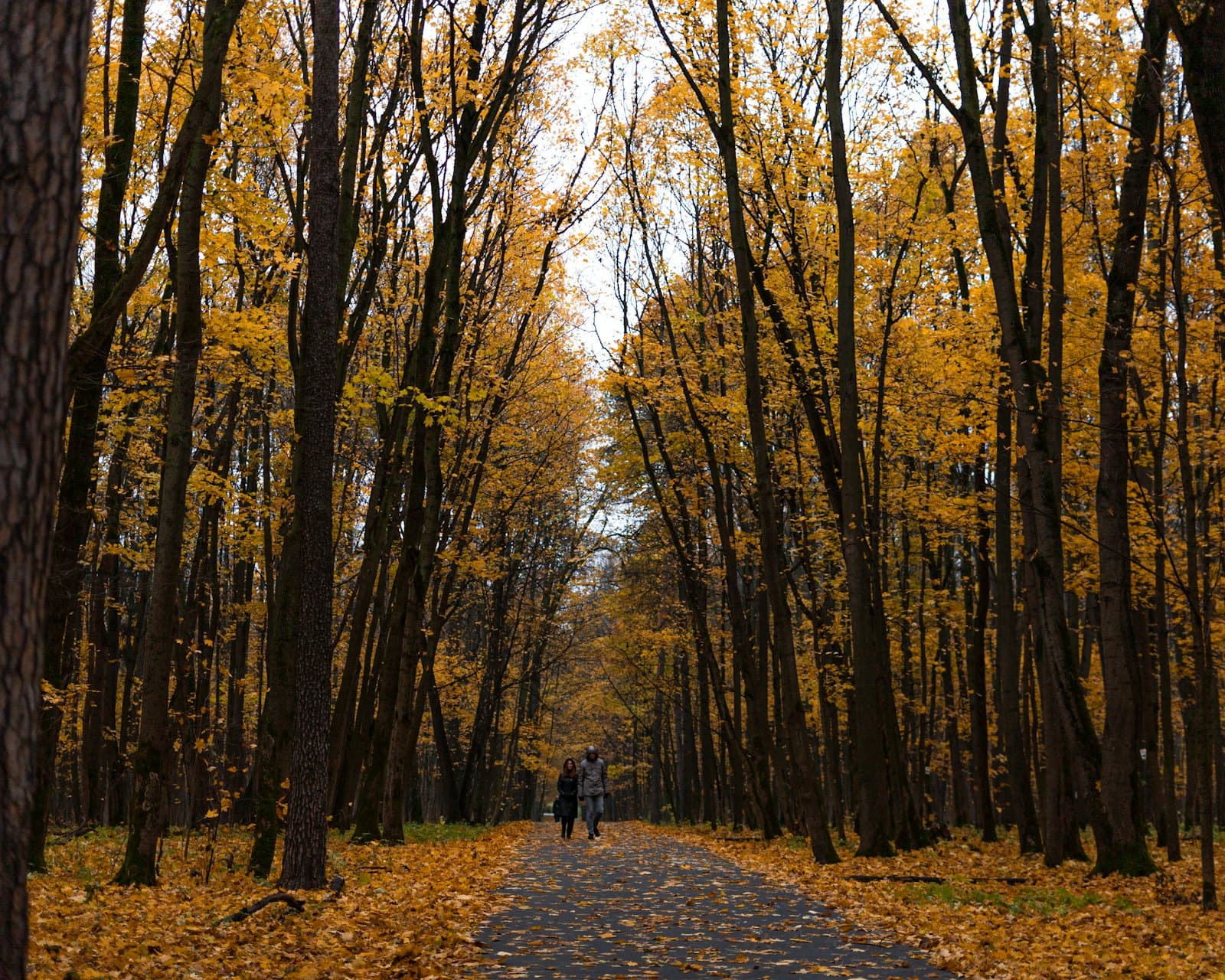 Two people walking down a path through autumn woods