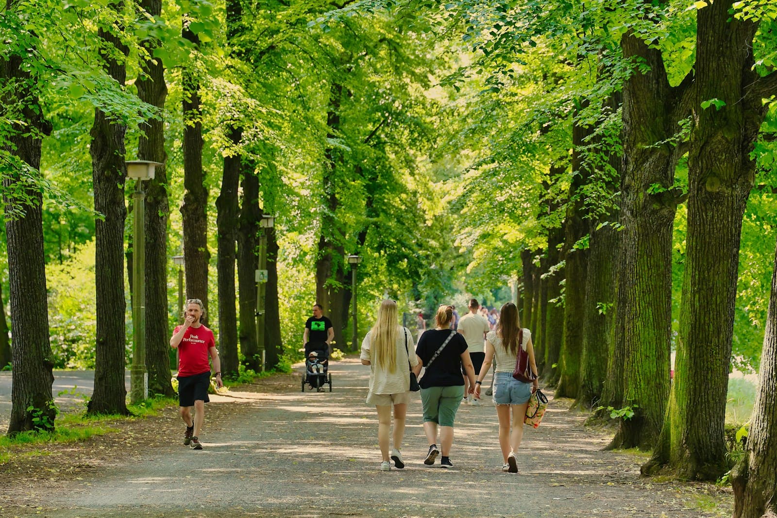 A calm walk along a tree-lined path